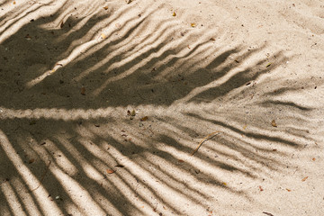 Fototapeta na wymiar Shade from a palm tree branch on a sandy beach