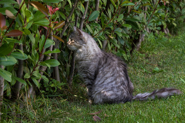 Naklejka na ściany i meble Hypoallergenic cat with long hair outdoor in a garden. Siberian breed of pet