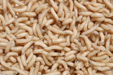 Fly insect larvae. Really excellent if used as a live bait, in the sport pasca.