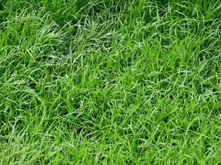 green grass texture