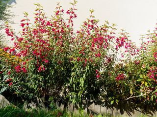 (Fuchsia magellanica) Massif de fuchsia de Magellan, un arbuste gracieux à floraison retombante,...