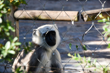 Obraz premium Gray langur or Hanuman langur
