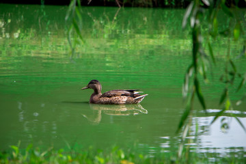 Fototapeta premium Duck in the pond