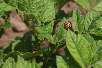 The problem is insects pests. The Colorado beetle eats green leaves of a young potato plant.