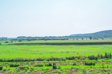 Fototapeta na wymiar Typical attractive dutch landscape