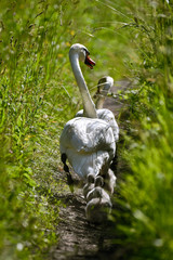 łabędzie © Sporywildlife