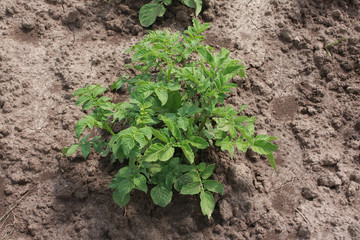 Potato plants in the garden