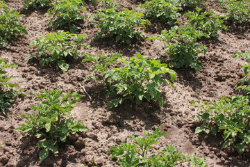 Fototapeta na wymiar Potato plants in the garden