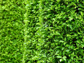 green bush in garden