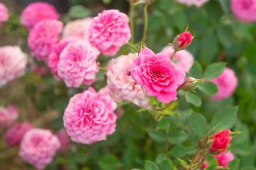 Blooming rose texture in garden