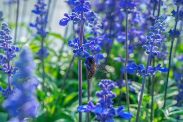 Blue salvia flower field background