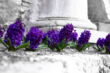 Another purple flowers