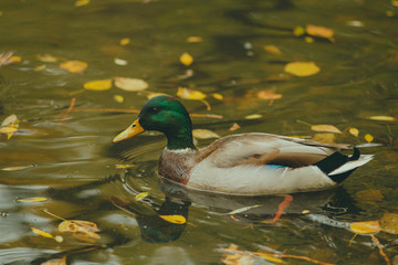 duck in pond