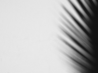 shadow of palm leaves on white concrete wall background