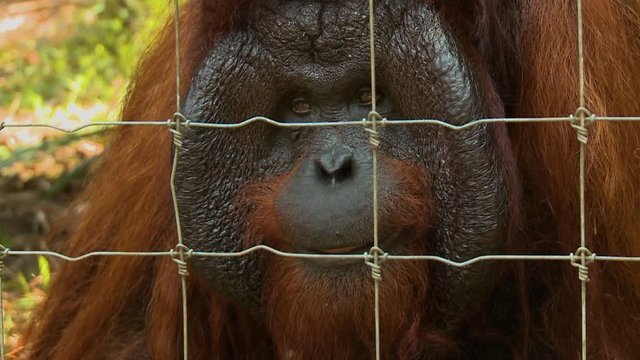 Extreme close-up low-angle still shot of an adult male orang-utan face and starring primate eyes, Orang Utan Island, Malaysia