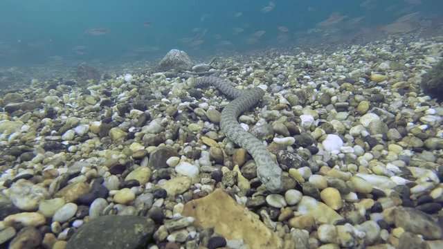 Dice snake, (natrix tessellata) in the beautiful clean river habitat. Underwater video of hunting snake with a nice bacground and natural light. Wild life animal. 