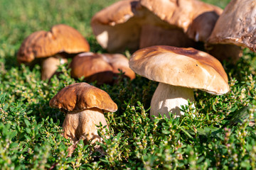 several ceps grows on green lawn. Habitat close up