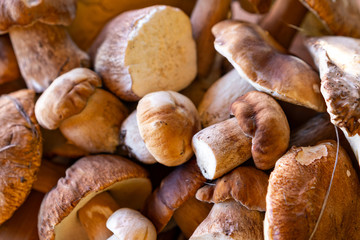 harvest porcini mushrooms of different sizes and shapes