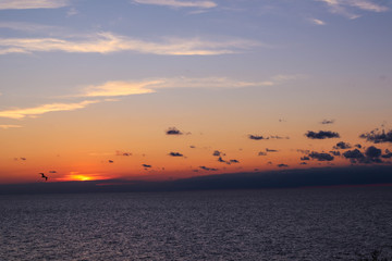 Obraz premium wispy clouds and seagull at sunset over lake erie