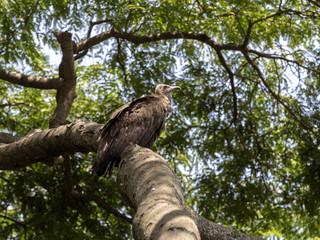 Hooded vulture, Necrosyrtes monachus, sitting on a tall tree. Ethiopia