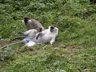 A large population of Green Monkey, Chlorocebus aethiops, lives on Lake Awassa, Ethiopia