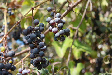 Red wine grapes clusters growing on the grape vine