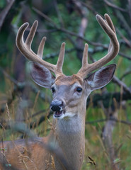 White-tailed deer buck on an early morning with velvet antlers in summer in Canada