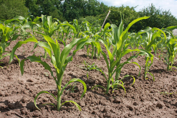 Yong green corn plants in the garden