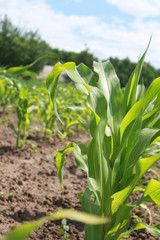 Yong green corn plants in the garden