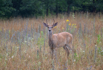 Naklejka na ściany i meble Young White-tailed deer buck on an early morning with velvet antlers in summer in Canada