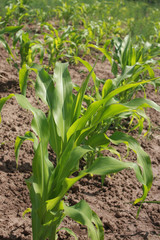 Yong green corn plants in the garden