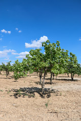 Fototapeta premium antep pistachios tree gaziantep turkey