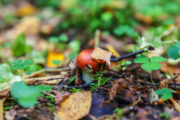 Edible small mushroom Russula with red russet cap in moss autumn forest background. Fungus in the natural environment. Big mushroom macro close up. Inspirational natural summer or fall landscape