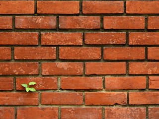 small bodhi tree growth on old brick wall