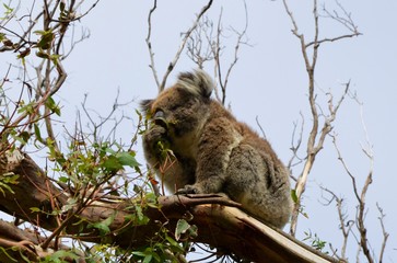 Koalas en libertat
