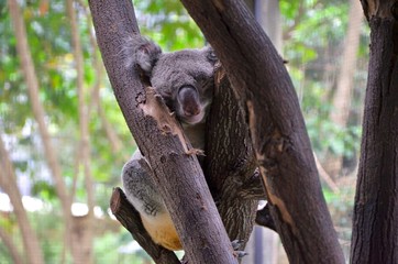Koalas en libertat