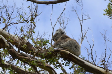 Koalas en libertat © Susana