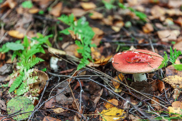 Edible small mushroom Russula with red russet cap in moss autumn forest background. Fungus in the natural environment. Big mushroom macro close up. Inspirational natural summer or fall landscape