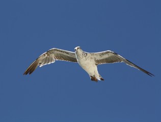 Gaviota en vuelo en el sur de España