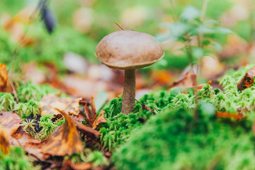 Edible small mushroom with brown cap Penny Bun leccinum in moss autumn forest background. Fungus in the natural environment. Big mushroom macro close up. Inspirational natural summer or fall landscape