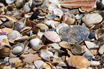 Conchas en una playa del sur de España