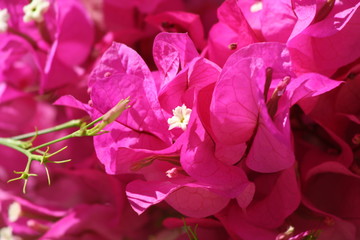 Flores rosas en un jardín del sur de España