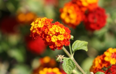 Flores rojas y naranjas en un jardín