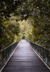 Fototapeta premium wooden bridge in the forest