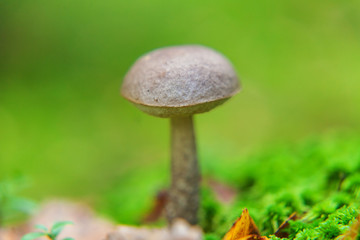 Edible small mushroom with brown cap Penny Bun leccinum in moss autumn forest background. Fungus in the natural environment. Big mushroom macro close up. Inspirational natural summer or fall landscape