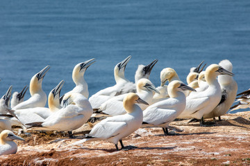 Basstölpel auf Helgoland