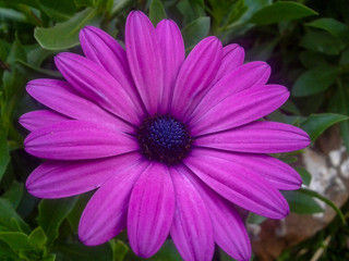 Obraz premium flower on green background