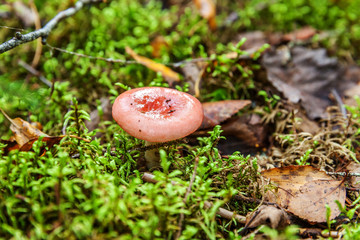 Edible small mushroom Russula with red russet cap in moss autumn forest background. Fungus in the natural environment. Big mushroom macro close up. Inspirational natural summer or fall landscape