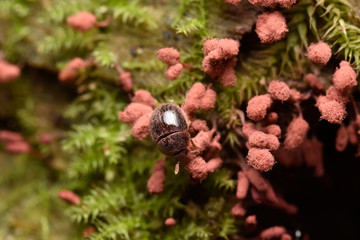 粘菌の子実体とキノコムシ