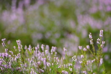 Ericaceae heather landscape